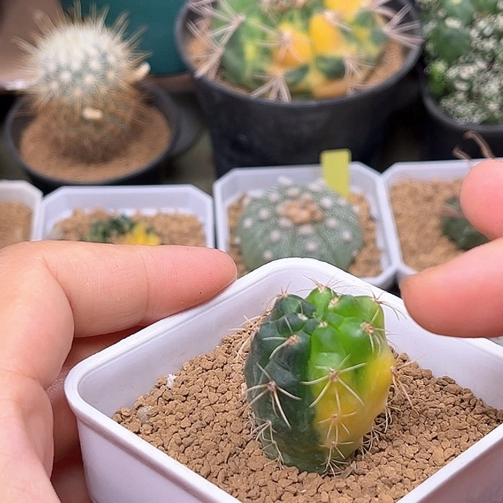 无花朵绯花玉锦实生