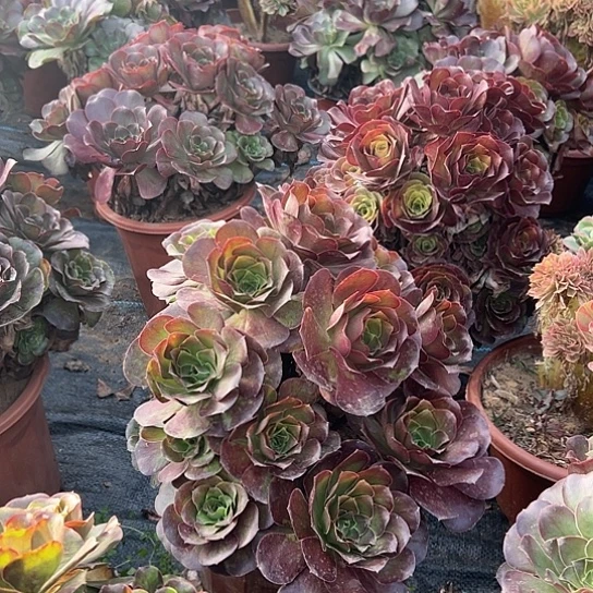 老***卉多肉植物组合五个加一个美金