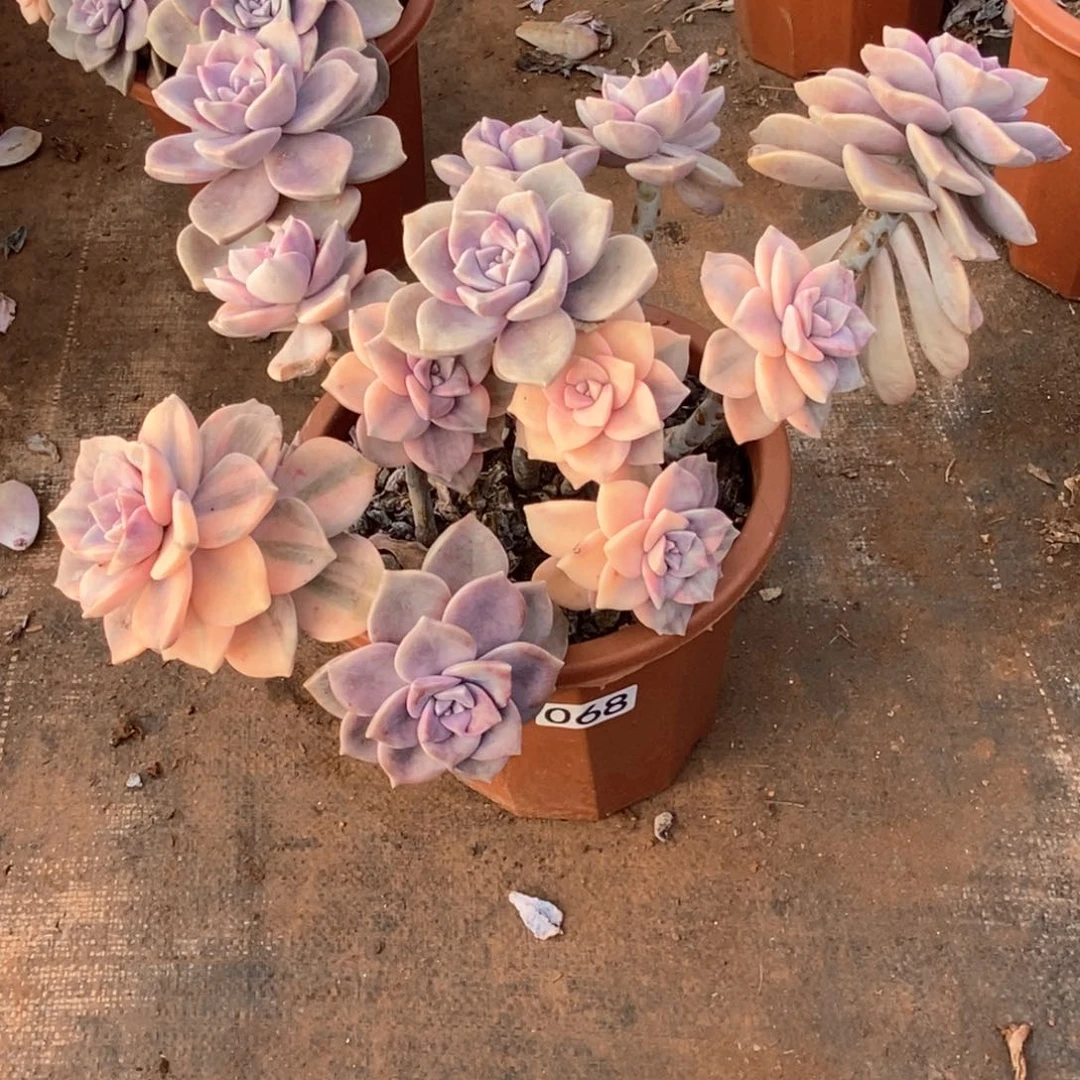 在**方068 一物一拍紫乐锦