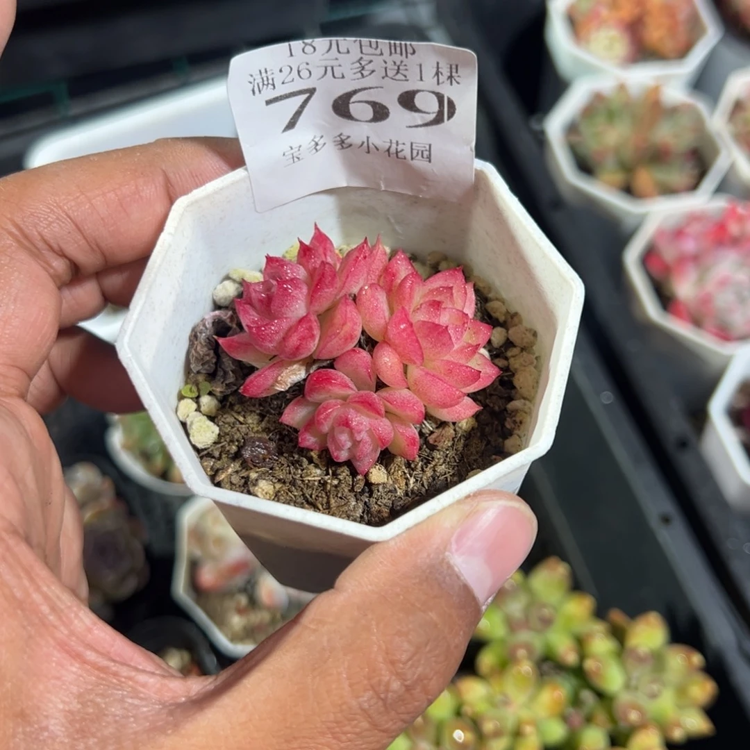 769号女王群一物一拍满18包邮满26送一颗多肉