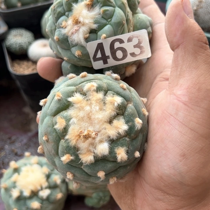 463号两颗仙人球