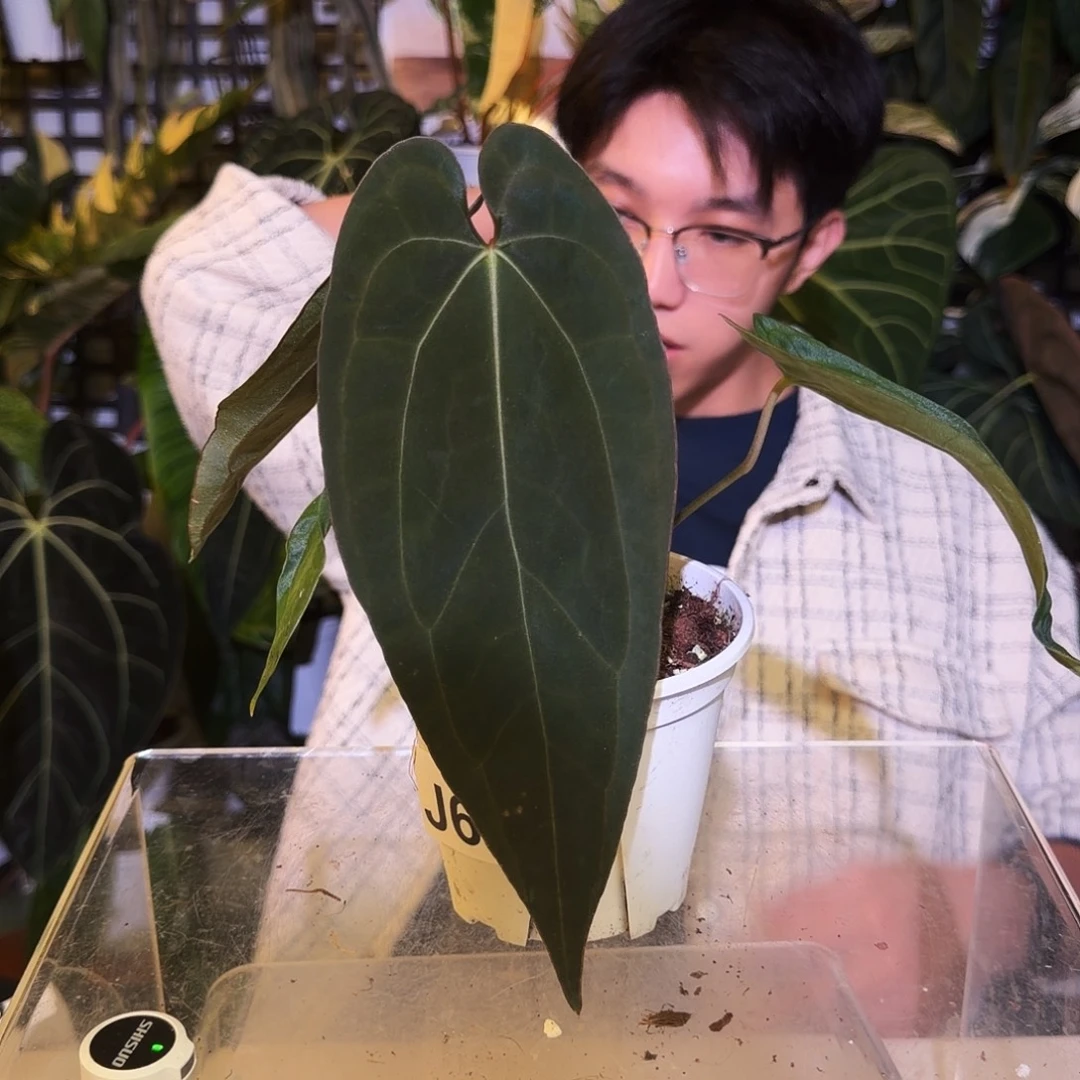 完全开放J64加通湖杂paiplg