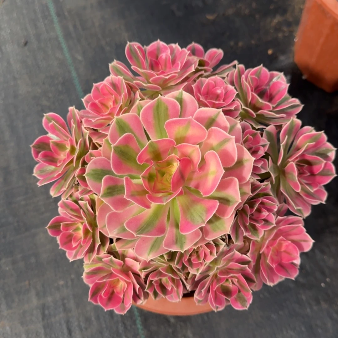 辉***g粉女巫多肉法师11111