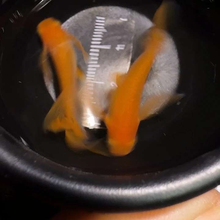 青鳉鱼一物一拍309