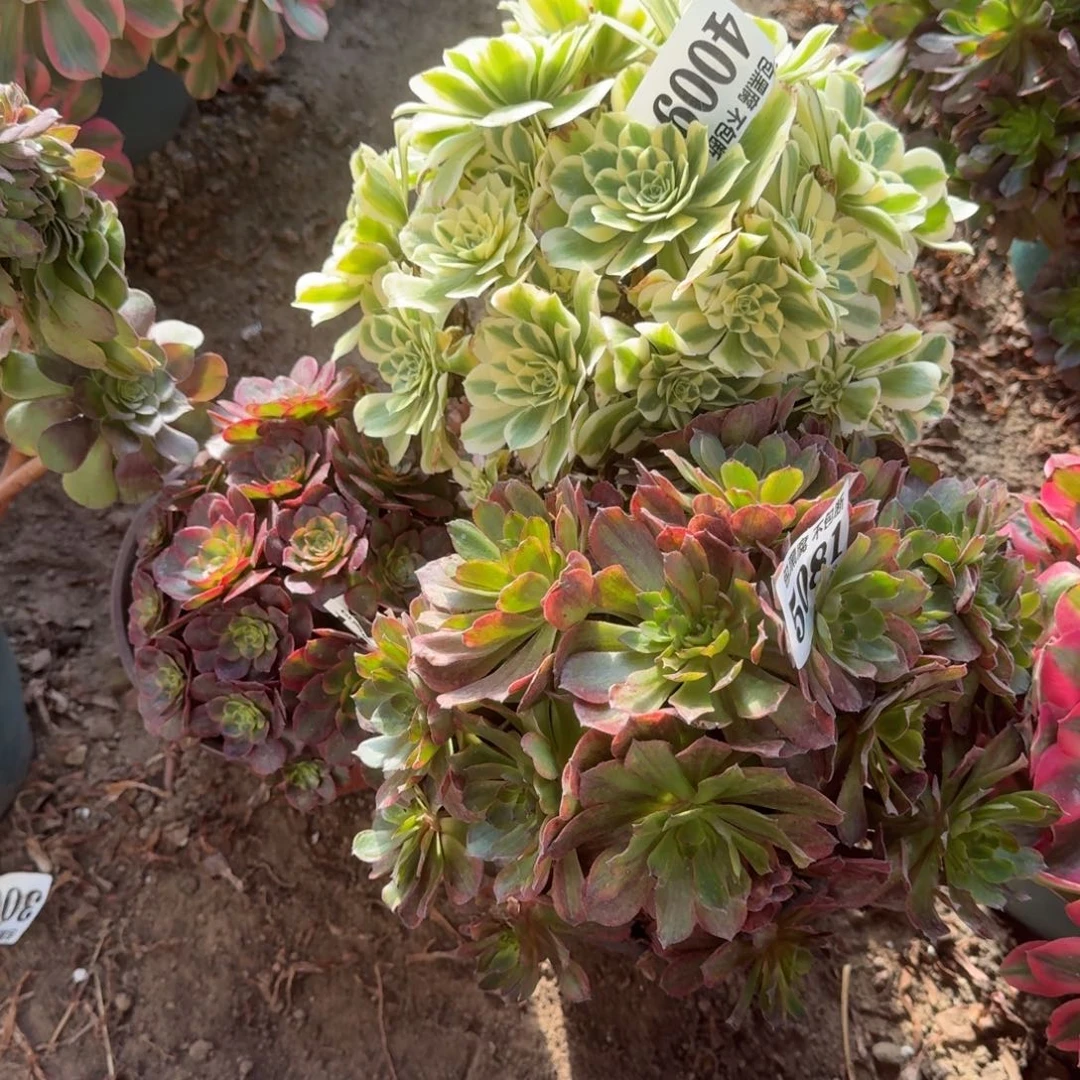 迈巴赫 琳琅 斑斓4009 17-26