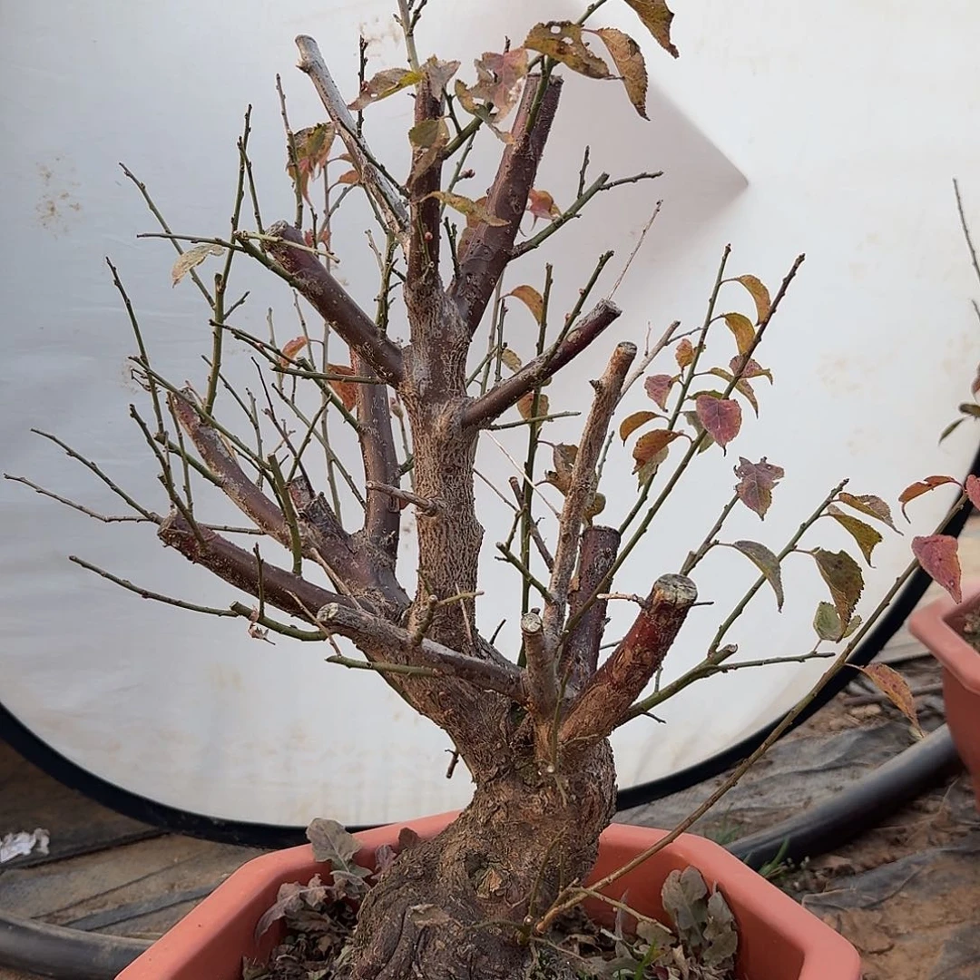 小***叔完全开放梅花555885