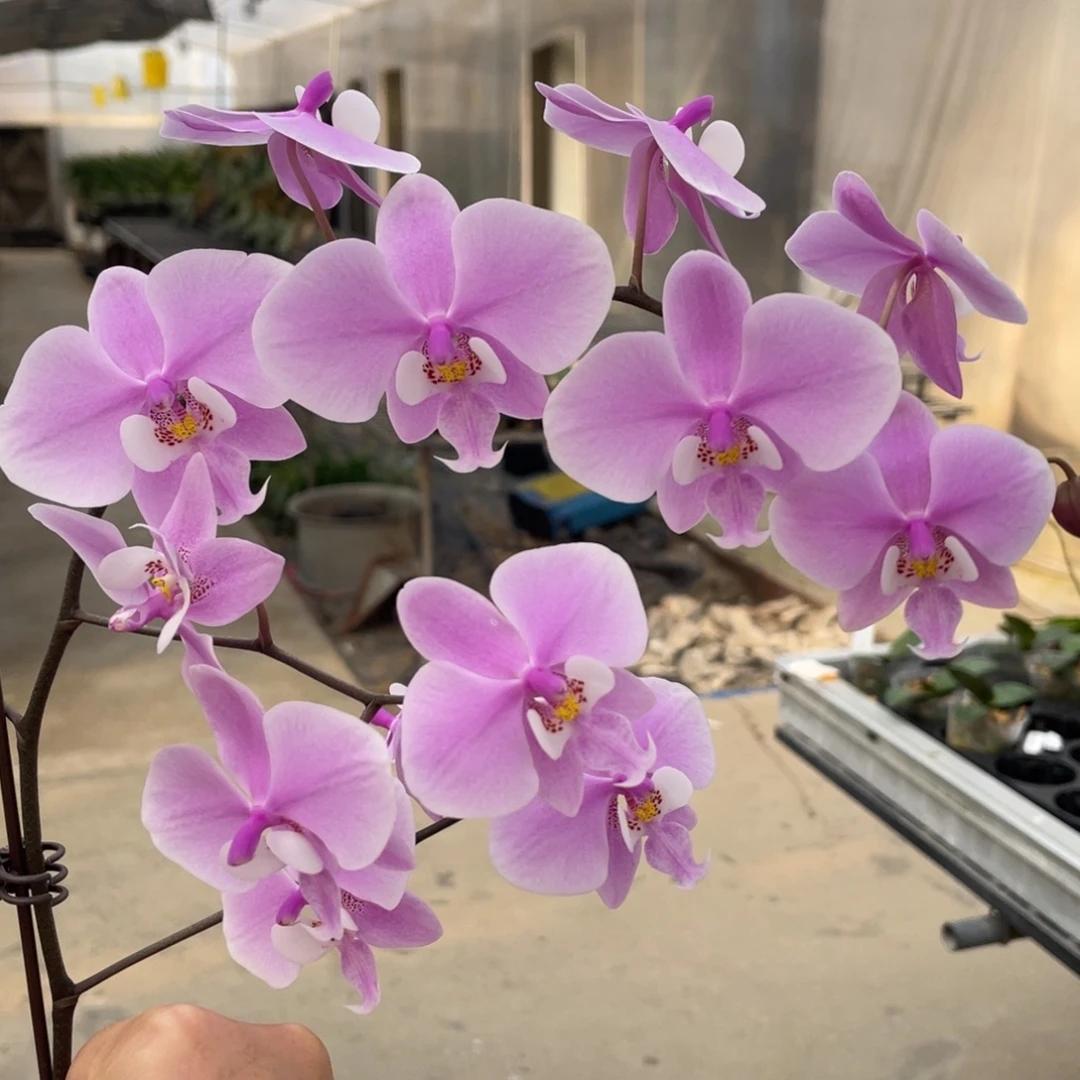 完全开放swr银叶西