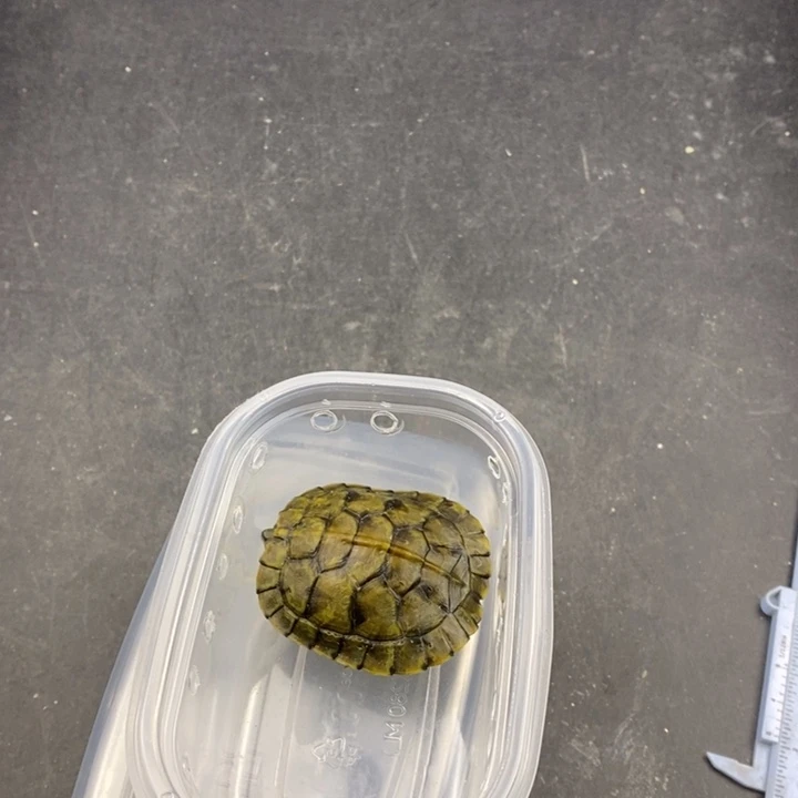 巴西彩龟母6666666