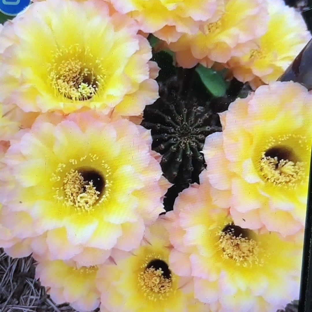 哦天堂彩侧牙20包邮44