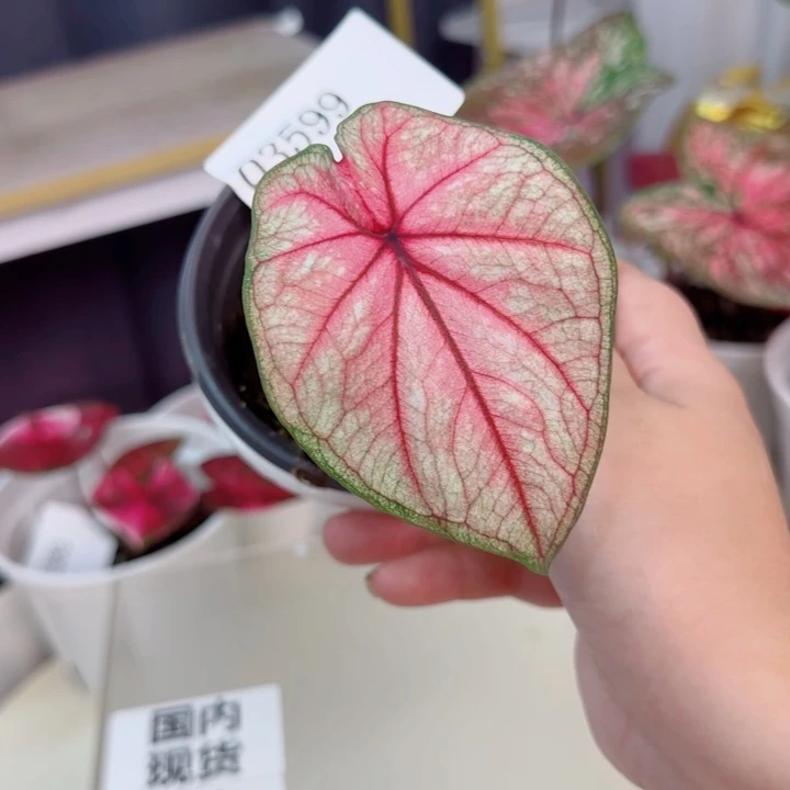 不开花植物泰彩Q3599..