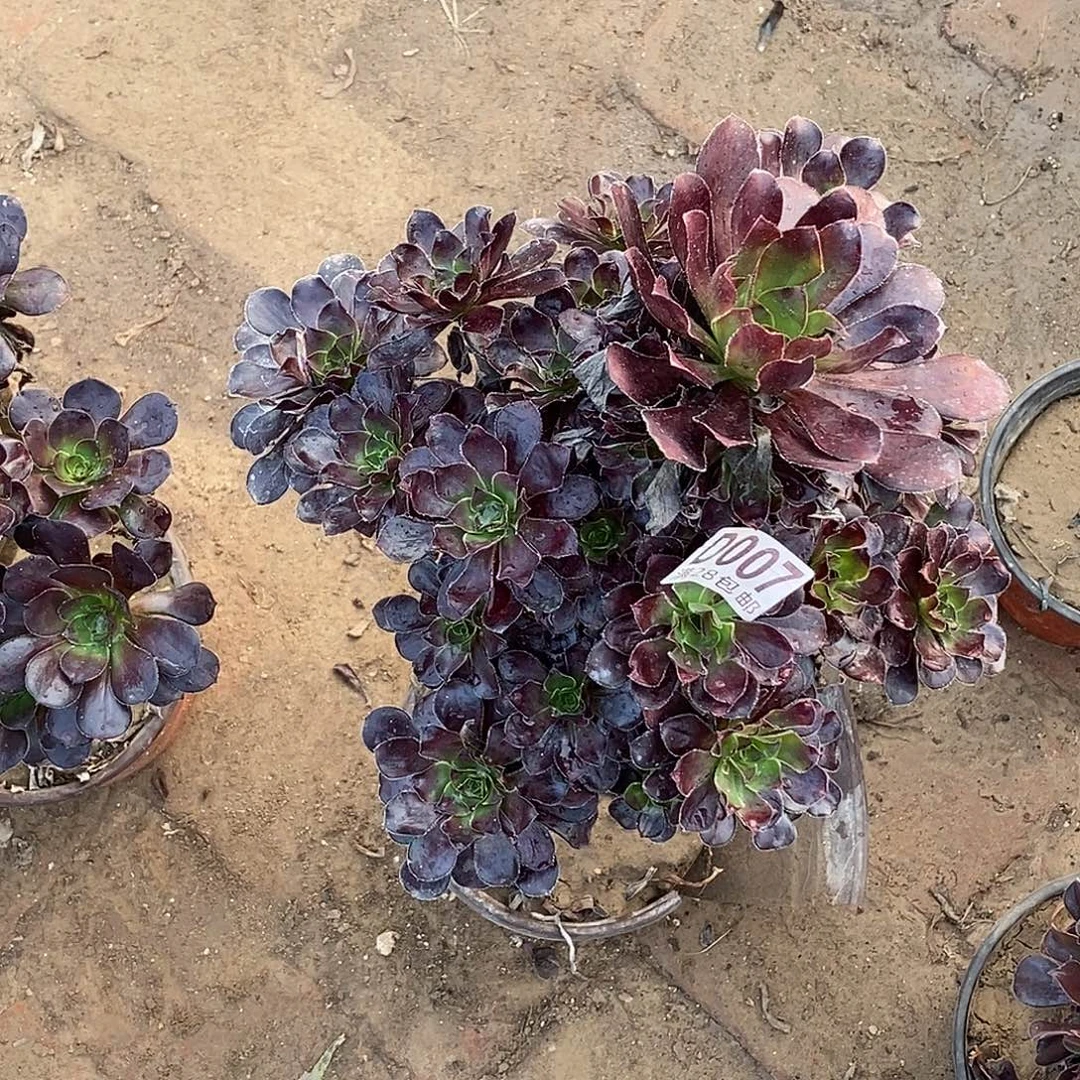 7 多肉植物不包断枝