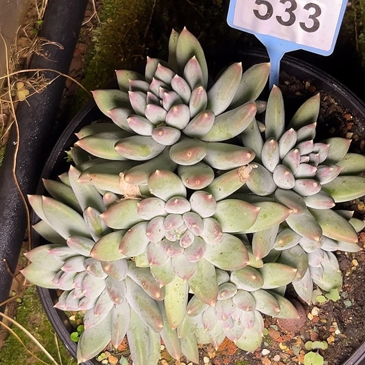 多肉植物天使之翼533