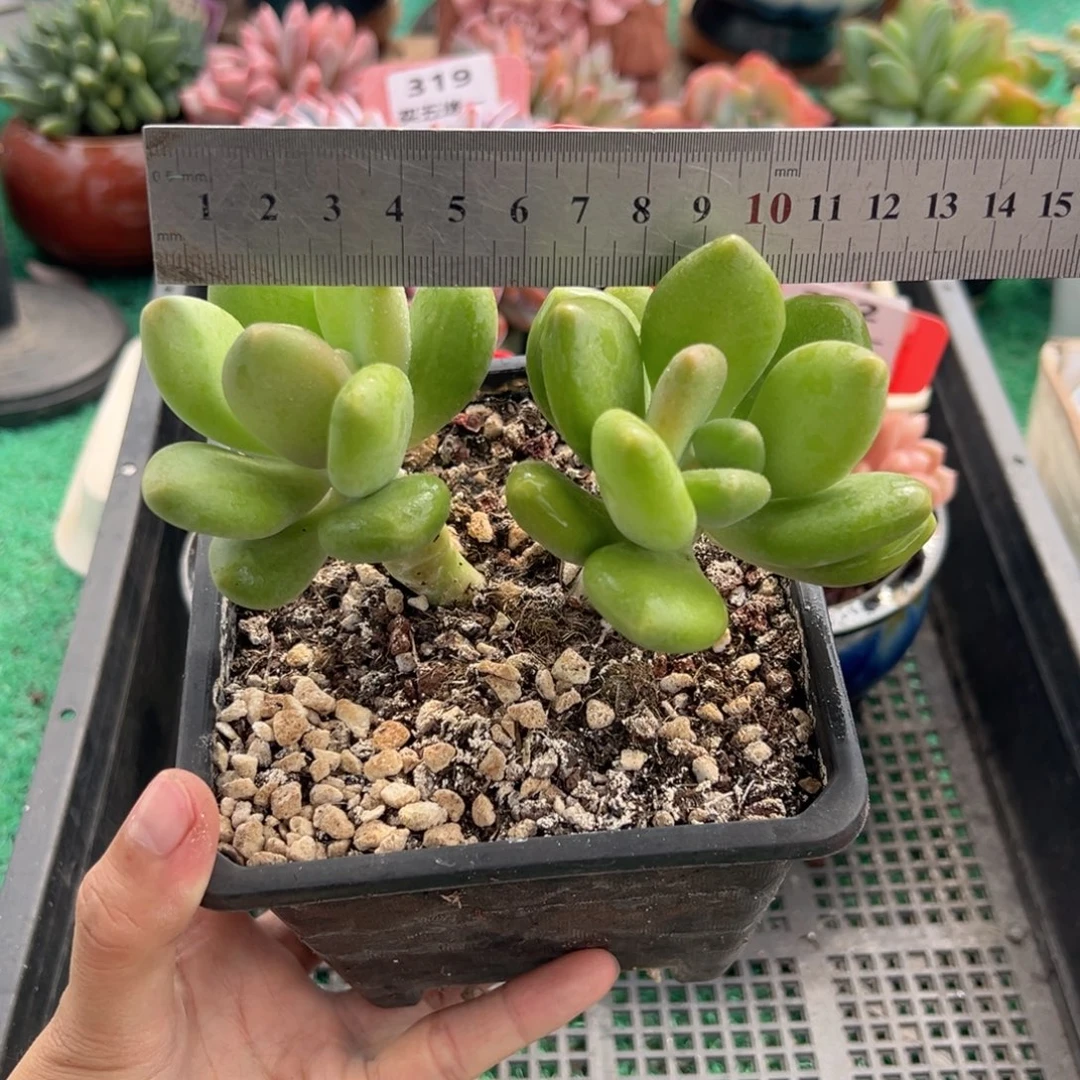 表妹精品多肉植物323.