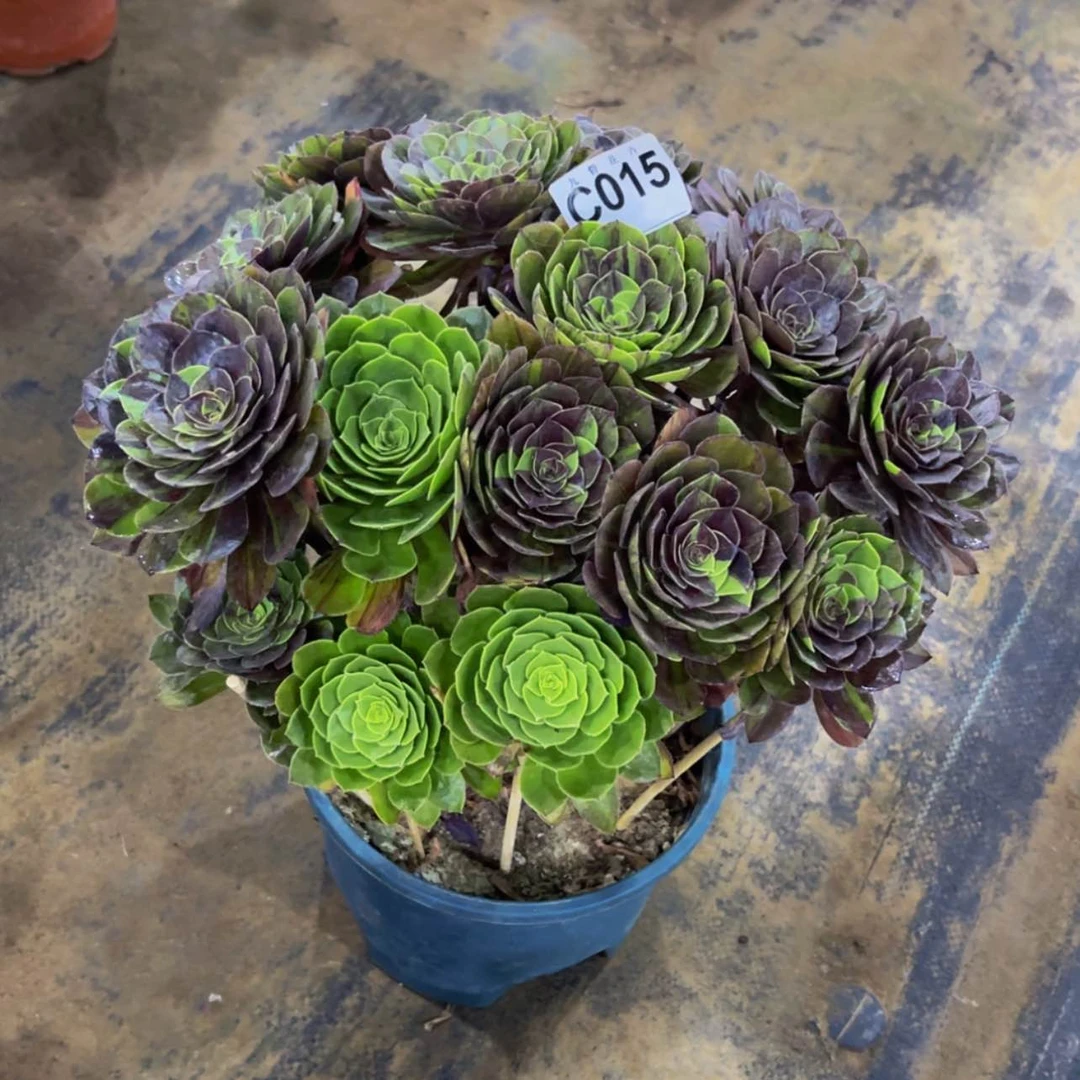 【闪购商品】爱****尚01500