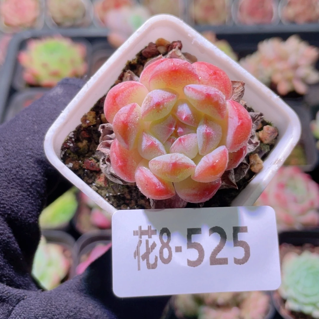 花利美8-525白桃汽水