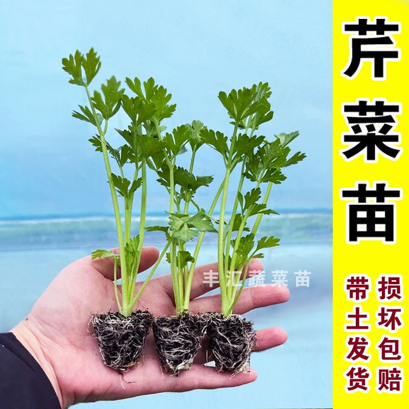 芹菜苗带土发货小香芹种苗西芹菜香芹实心种子土芹苗四季盆栽秧苗