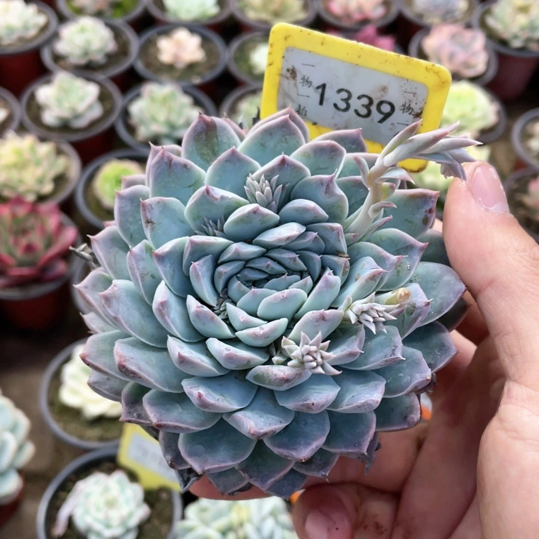 【闪购商品】咸****羽1339号