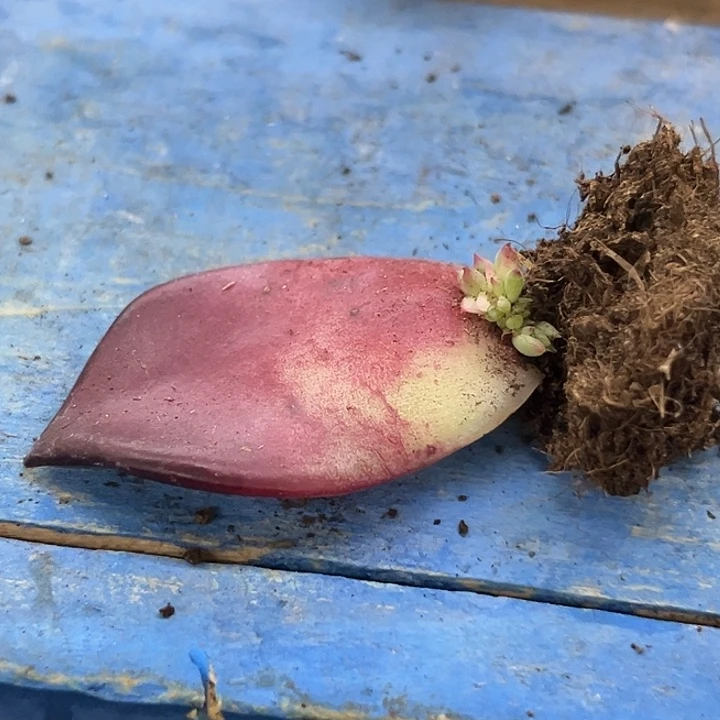 罗宾叶插锦炸多肉植物哇啦塞