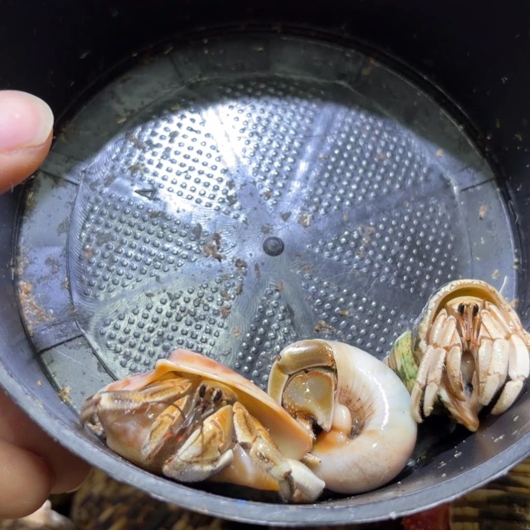 活体寄居蟹 不退不换 28
