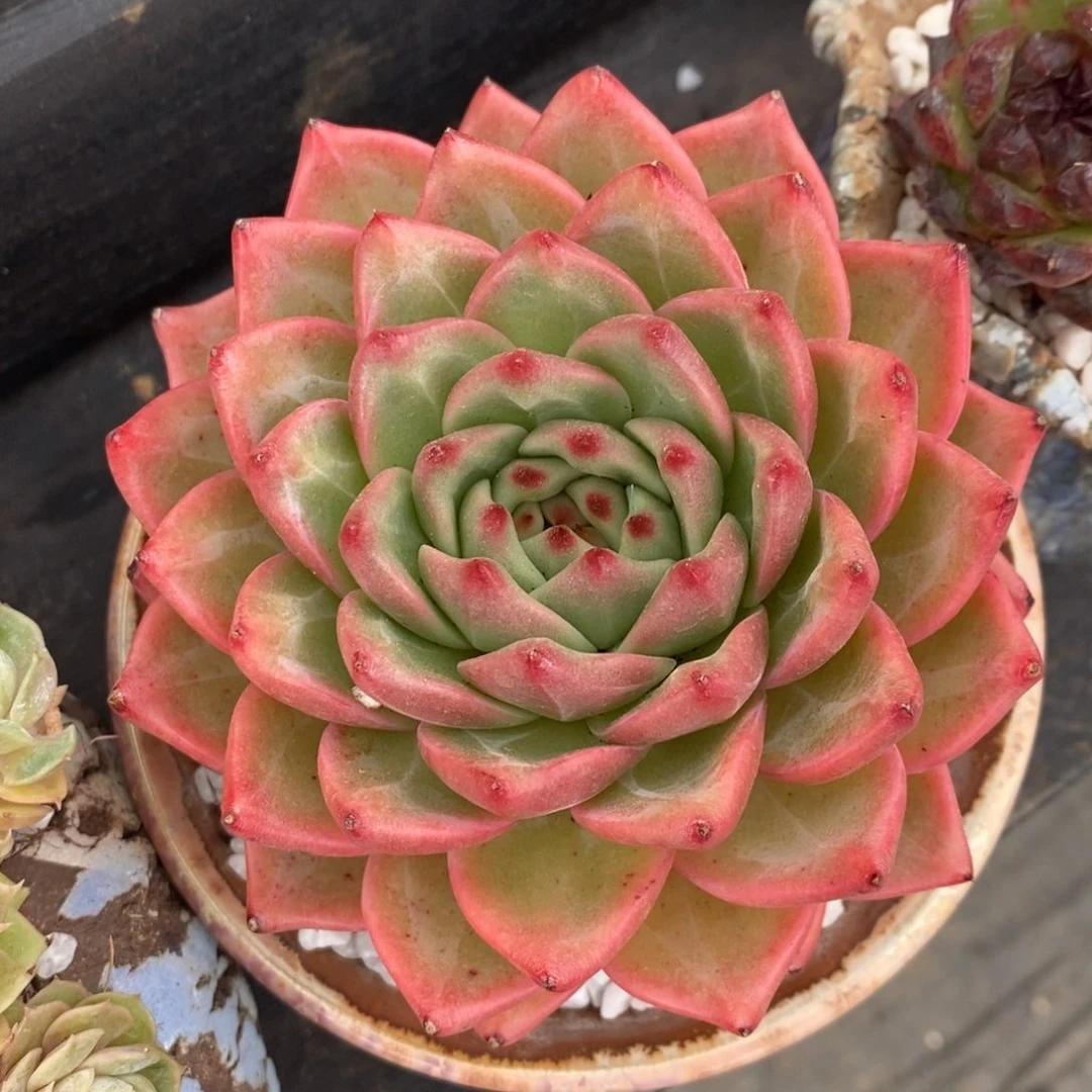 香槟杂多肉植物盆栽
