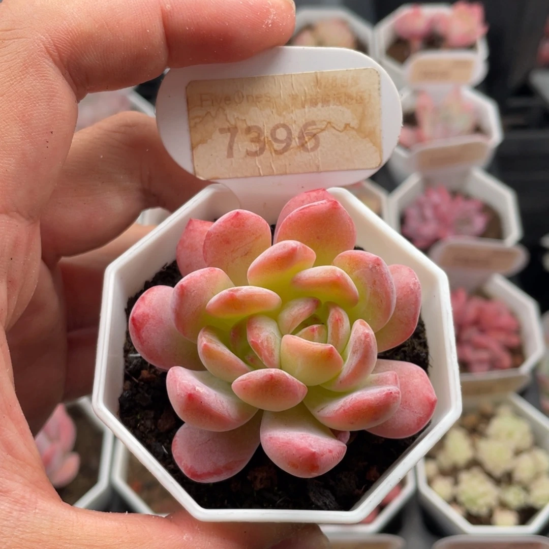 全明星7396-6厘米