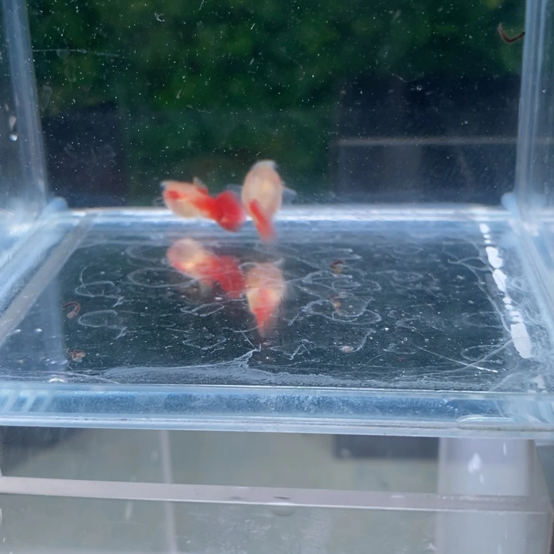孔雀鱼琉璃球体一对