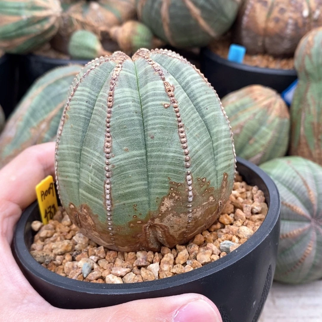 14 欧系实生布纹球多肉植物