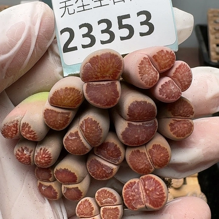 23353清框特价红窗菊