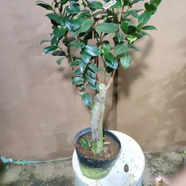 902四品，原盆原土发货，不包邮