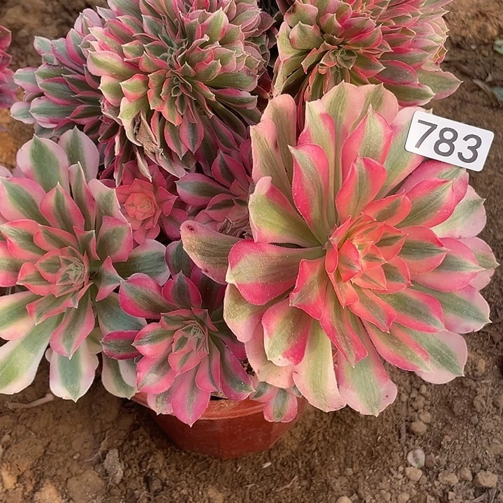 783女巫追多肉植物