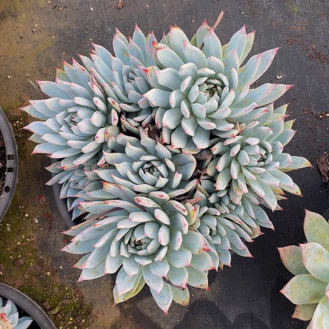 布兰迪多肉群生39.8