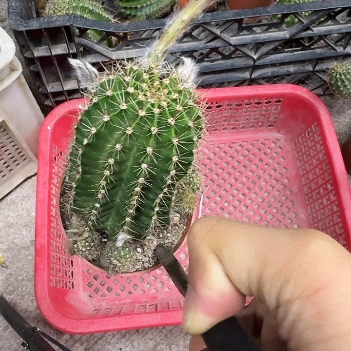 星***意无花朵彩草哈哈哈哈哈哈哈