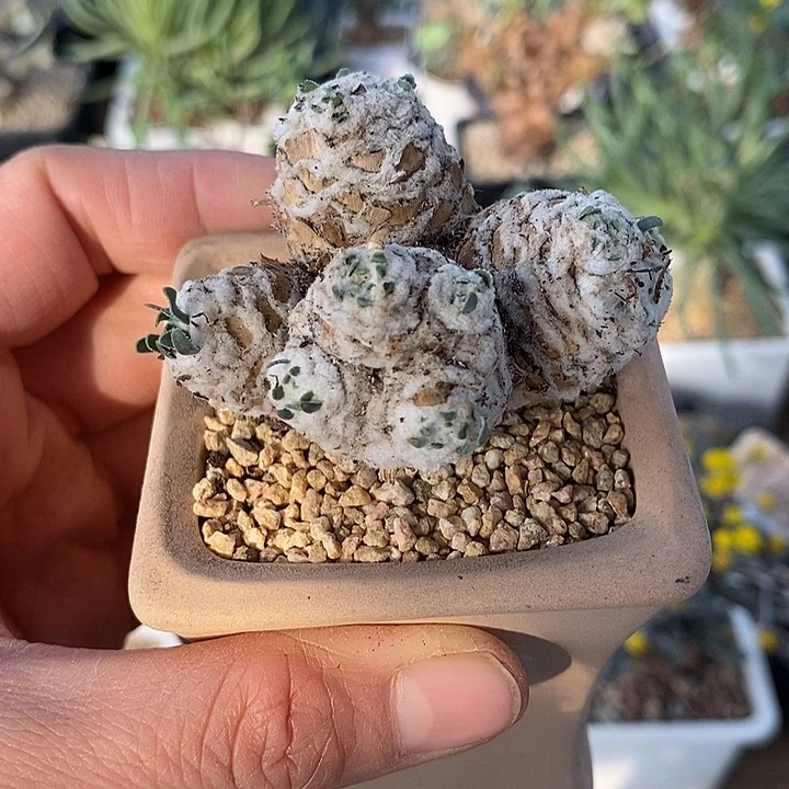 290刨花带盆一一一一一一一一一