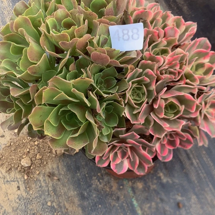 488女妖多多肉植物