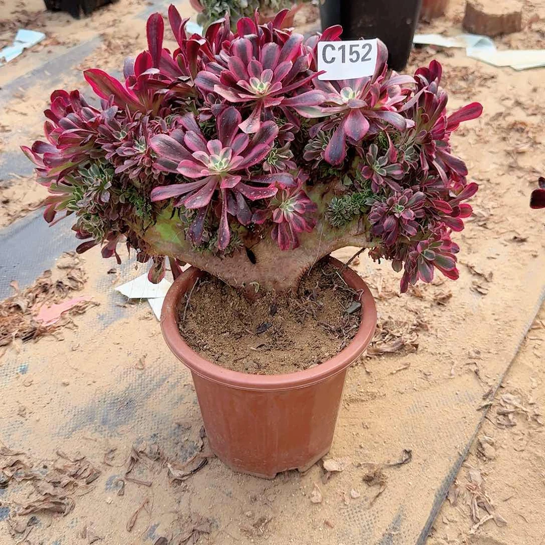 平*叔152美杜莎一颗呀呀