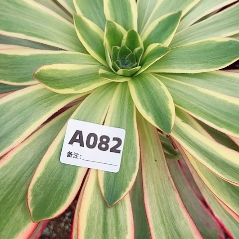 【闪购商品】嘿*12345678