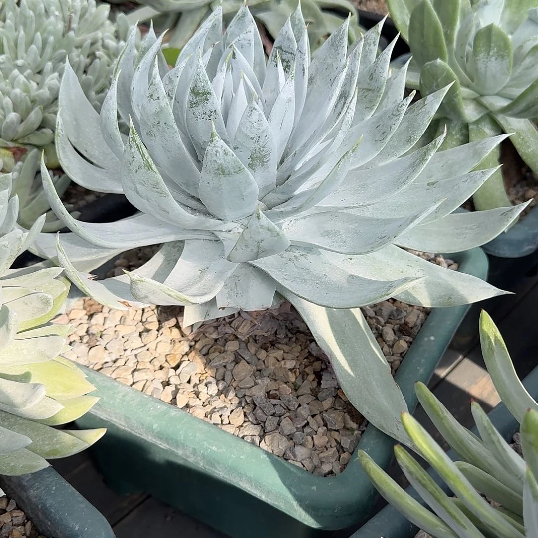 云***羽多肉植物仙女杯1214037