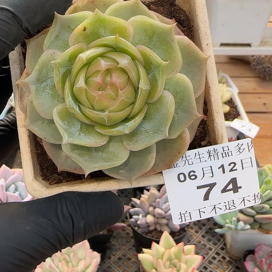 0612-74琉璃盏单头