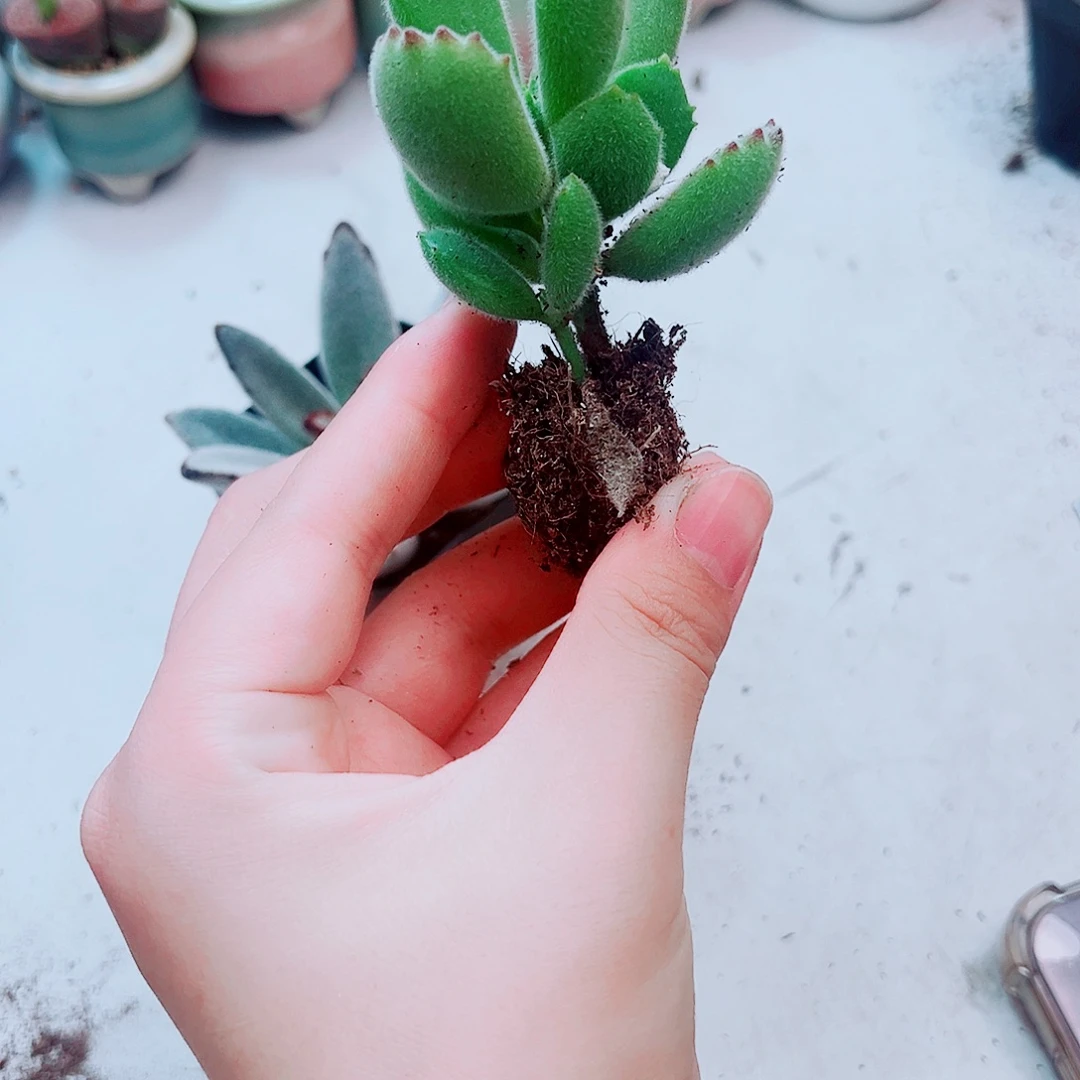 绿熊多肉植物洛根