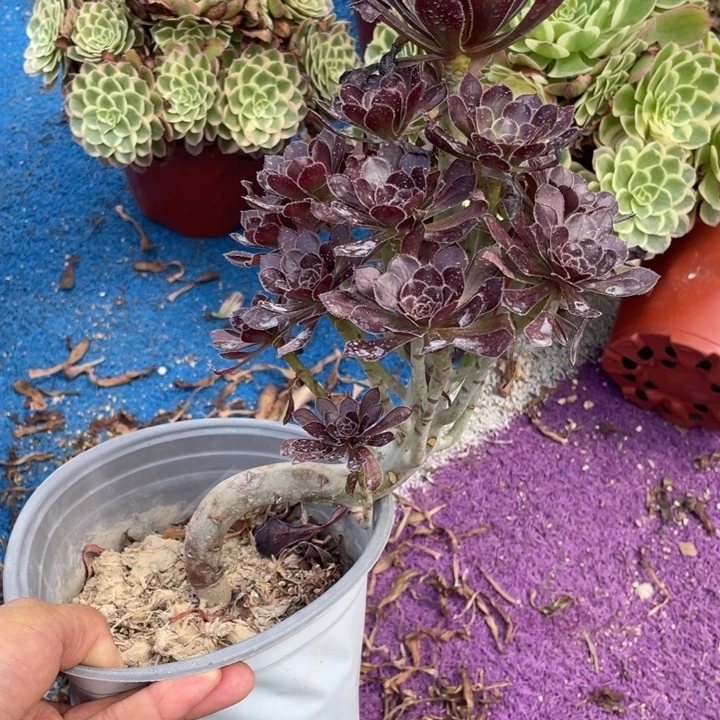 多肉植物妖庄法师227