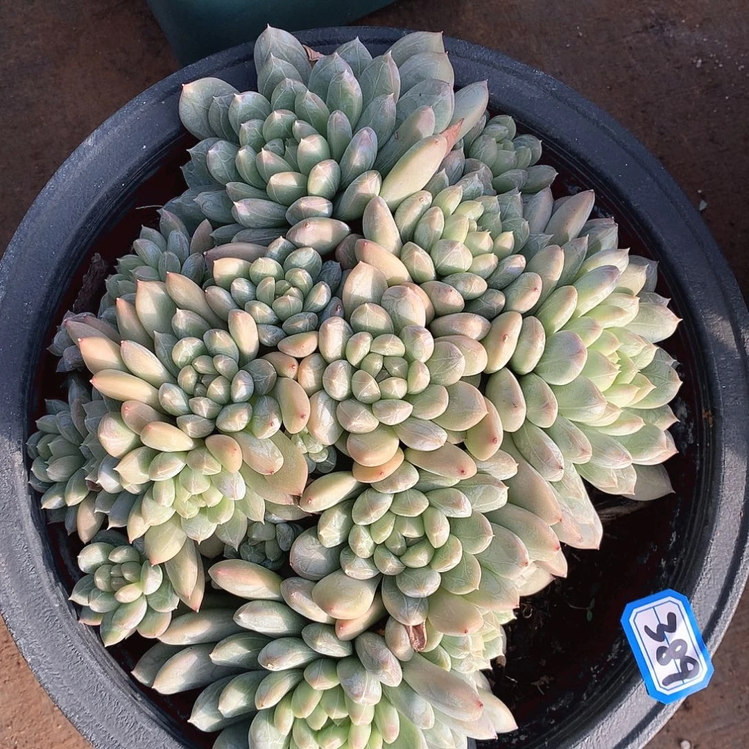 389翡翠一物一拍多肉