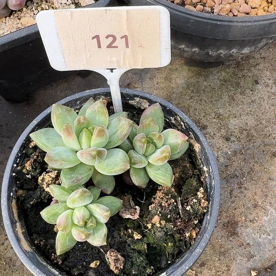 水晶葡萄123456789010111213