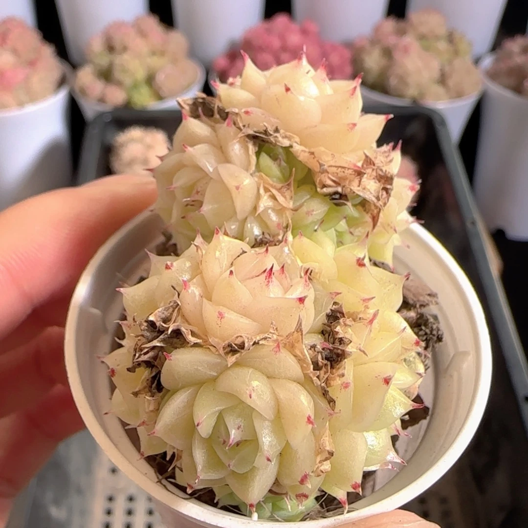 多肉0104-168优选麦秆