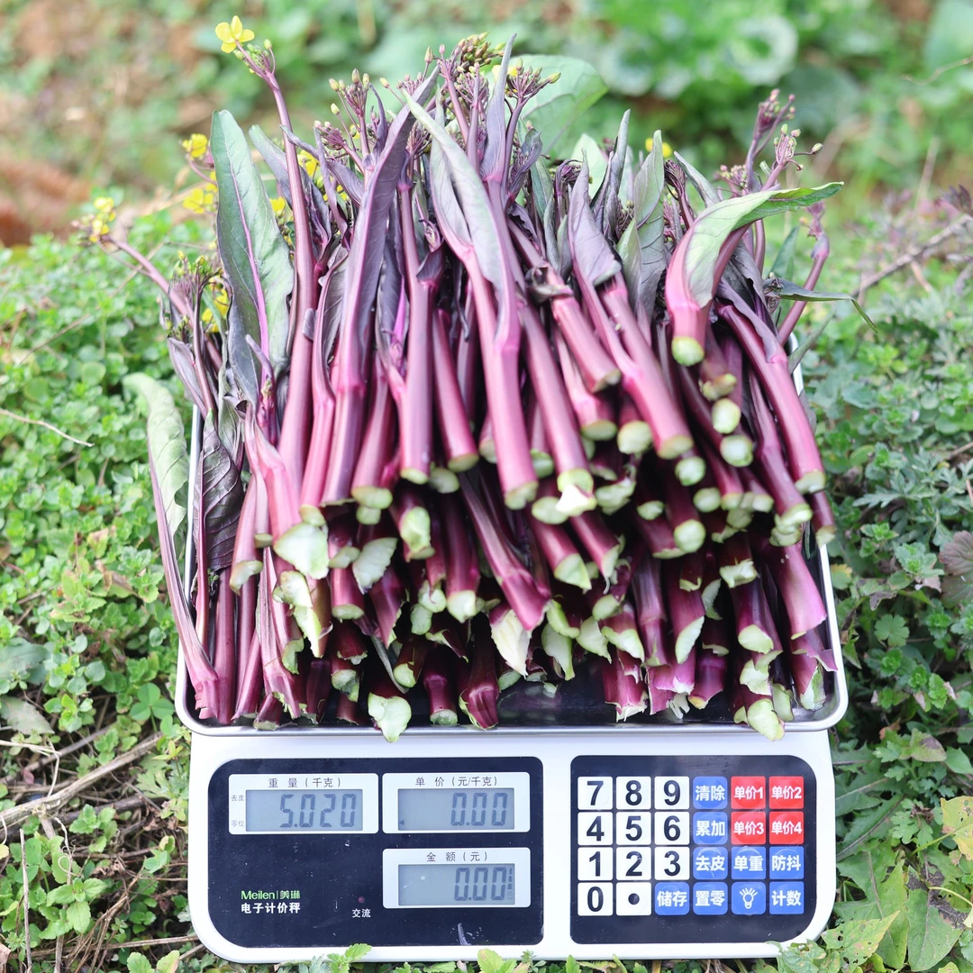 贵州开阳“富硒之乡”高山农家自种露天红菜苔新鲜蔬菜现摘现卖