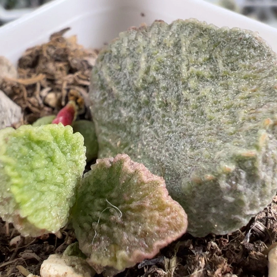 w小嘴巴造型冰晶颗粒款实生新品