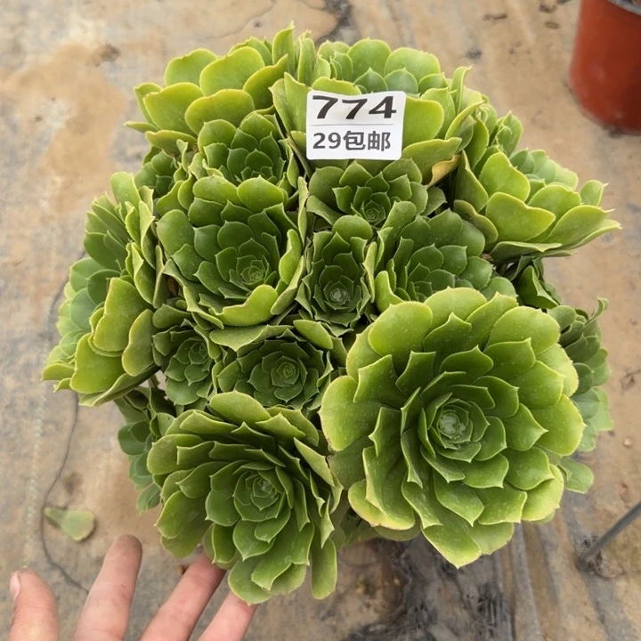 绿羊绒……多肉植物……