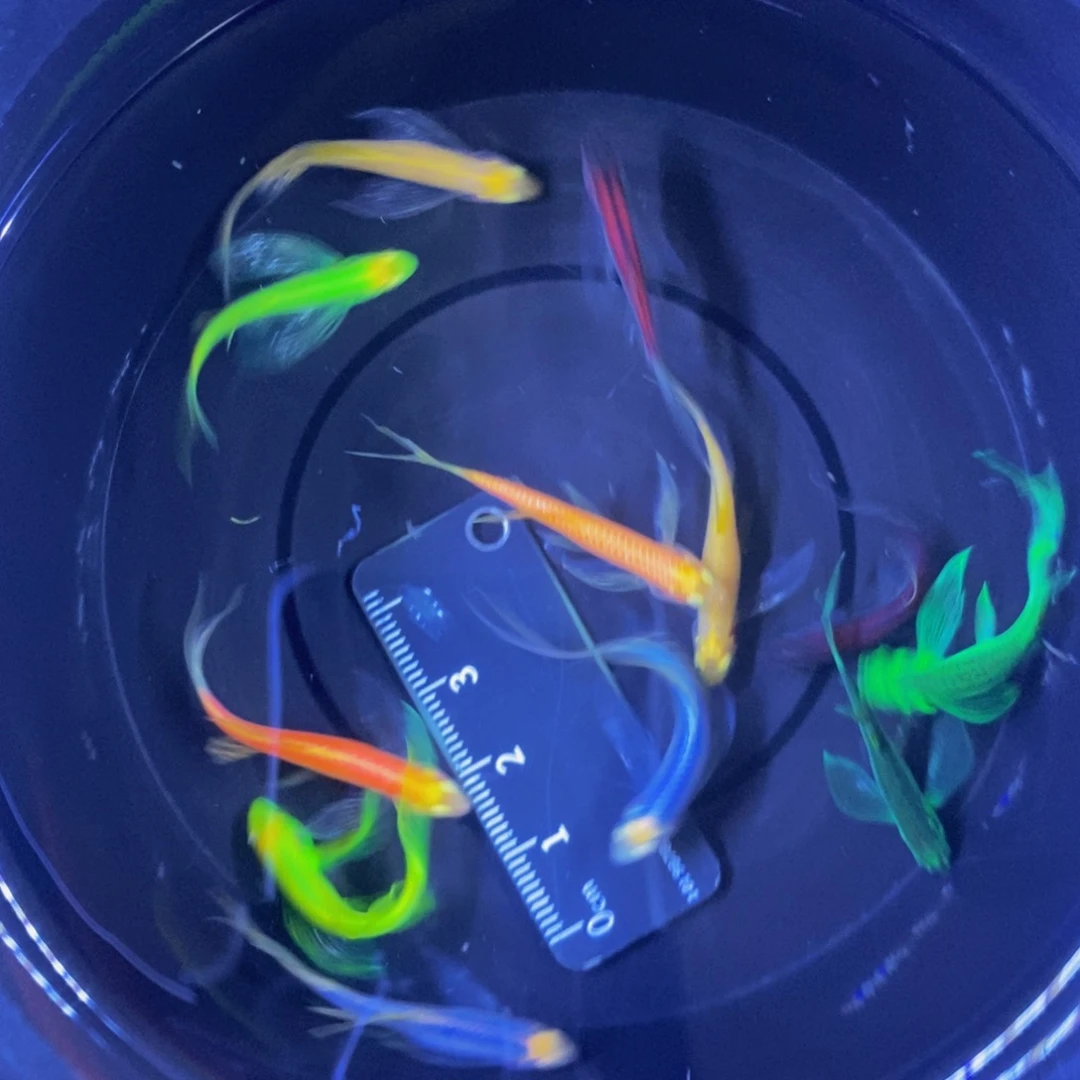 斑马鱼蝶翼斑马3-4厘米混色12条