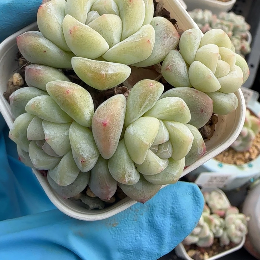 120东篱下多肉植物盆栽