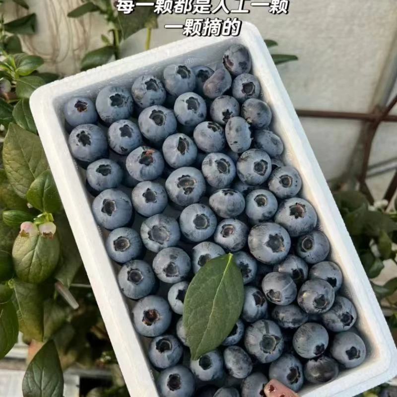 【蓝莓鲜果果王】L25云南大果高山蓝莓新鲜水果孕妇水果包邮到家