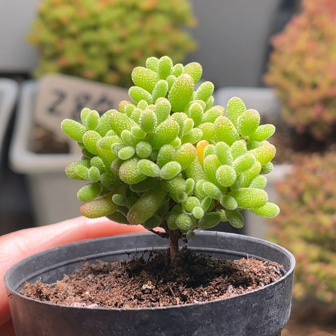蜜桔糖球优选枝干